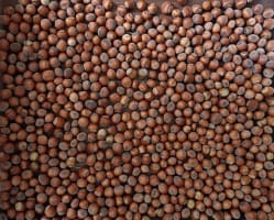 Sustainable Hazelnut & Agritourism Business Opportunity