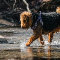 Lifestyle Dog Walking Business