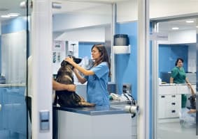 Exceptional  Veterinary Business for Sale  South East Of Victoria