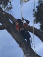 Two Long-Established Arborist Businesses with Strong Cashflow & Major Contracts