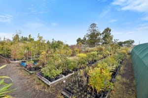 Multiflora Nursery - Colac (IWR2646)