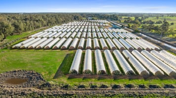 GV Flowers - Asiatic Lilies specialist