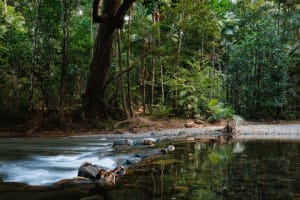 Daintree Rainforest Luxe Eco Lodge For Sale
