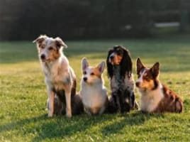 Bark Busters Franchise For Sale. The Worlds Largest Home Dog Training Business
