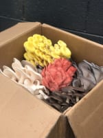 Indoor Mushroom Farm - Booming Industry