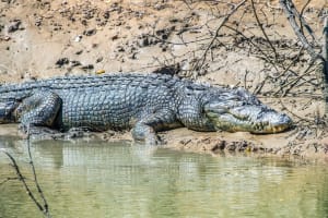 NATURE AND KARUMBA SAND ISLAND SUNSET CRUISES