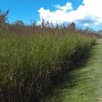 NATURES ENGINEERING WONDER PLANT