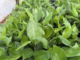 Established Wholesale Production Nursery  Sunshine Coast, QLD