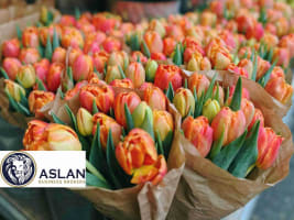 E16umgtwkbwckexbacec