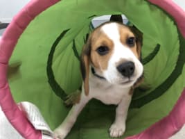 Puppy and Dog Training School