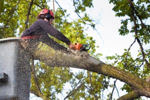 Highly Profitable Tree Servicing & Arborist Business - QLD