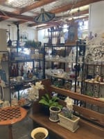 Antique & Vintage Store in Samford - 12 Years of Success