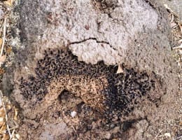Queensland Pest Inspections & Reports Gold Coast