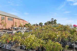 Multiflora Nursery - Colac (IWR2646)