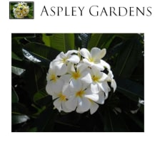 MANAGEMENT RIGHTS BUSINESS - ASPLEY GARDENS RETIREMENT (OVER 50'S) VILLAGE