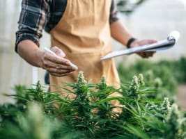 End to End Solution for the Medicinal Cannabis Industry