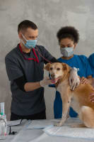 Agnes Coast Vet Clinic | Coastal Lifestyle + Profit