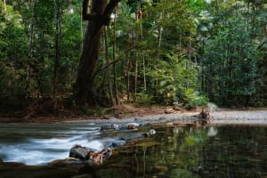 Daintree Rainforest Luxe Eco Lodge For Sale
