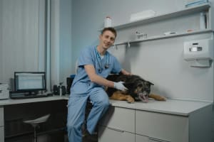 Agnes Coast Vet Clinic | Coastal Lifestyle + Profit