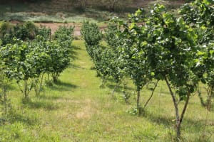 Sustainable Hazelnut & Agritourism Business Opportunity