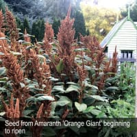 HERITAGE SEED BANK and OPEN GARDEN
