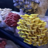 Indoor Mushroom Farm - Booming Industry