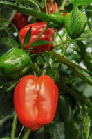 Hydroponic Vegetable Crop Farm - Land, Buildings & Machinery