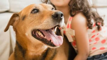 Online Pet Product Wholesaler/Distributor and Supplier #438
