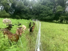 Profitable Eco Vegetation Management Business, Northern NSW