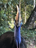 The closest Wet Tropics World Heritage river-based experience to Cairns