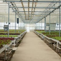 Coming Soon - Hobart-Based Hydroponic Business