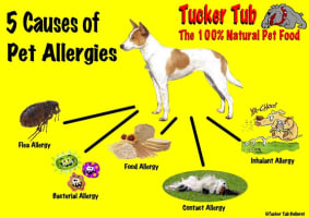 JOIN THE TUCKER TUB TEAM - HOME DELIVERED PET FOOD SERVICE - BALLARAT