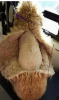 Profitable Mobile Pet Grooming Business with Loyal Hobart Client Base