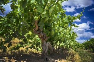 Established SA Wine Tour Operator: 25+ Years, Branded Fleet & Growth Potential