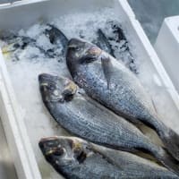 Coming Soon - Fresh Seafood Business - Easy To Run