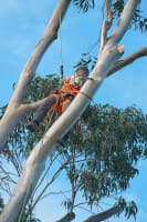 Arborist Business with Council Contract for Sale ST1587