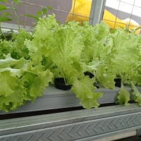 Coming Soon - Hobart-Based Hydroponic Business