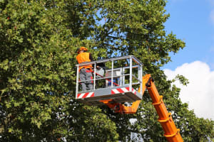 Leading B2B Tree Service Company