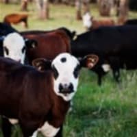 Australia's Progressive & Innovative Meat Exporters - 5875