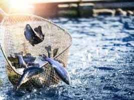 Profitable Commercial Fishing Business for Sale - NSW Coastal