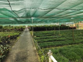 Leased  Nursery and spa supplies. Wholesale and Retail with 18.5 Acres and 3 bedroom home and pool