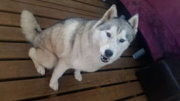 Profitable Mobile Pet Grooming Business with Loyal Hobart Client Base