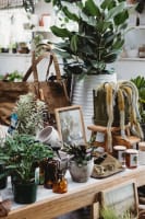 Boutique Plant / Garden Nursery & Giftware Store  Creative Lifestyle Business | Sydney