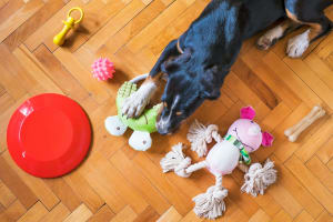 Highly Profitable E-Commerce Pet Supply Business | $300k EBIT | Melbourne Metro [2603061]