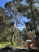 Two Long-Established Arborist Businesses with Strong Cashflow & Major Contracts