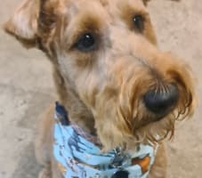 Dog Cafe and Spa - Moonee Beach, NSW