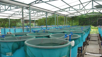 Longstanding & Scalable Fish & Vegetable Production Wholesaler and Restaurant