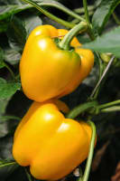 Hydroponic Vegetable Crop Farm - Land, Buildings & Machinery