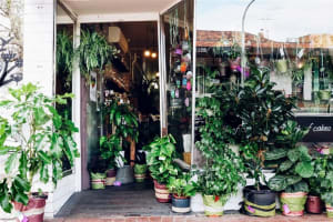 'A BUNCH OF CAKES'.  WELL KNOWN CAKE & FLORIST SHOP. CENTRAL SPOTSWOOD