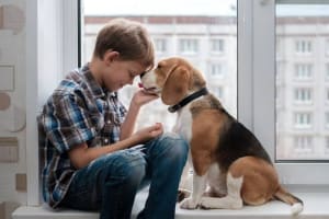 Online Pet Product Wholesaler/Distributor and Supplier #438